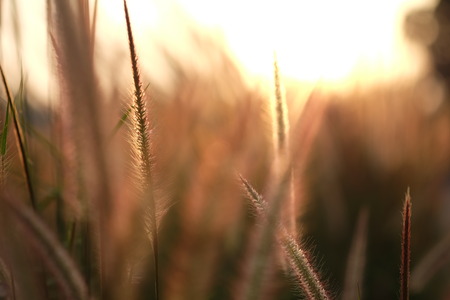 close up field of grass during sunlight, sunset, set rise in countrysideの写真素材