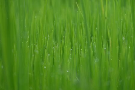 fresh green grass with water drops close-up, close up rice with water dropの写真素材