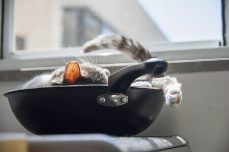 Funny domestic cat sleeps in a wok pan, on the electric stovesの写真素材