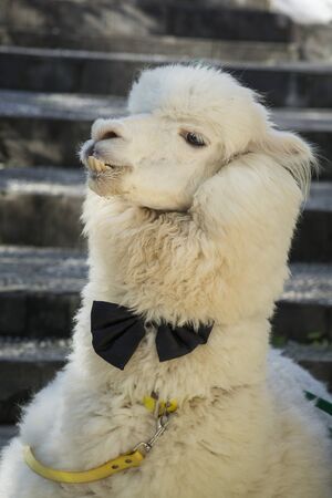 Vertical portrait of a funny Chinese Alpaca ,wearing a tie, in the old city of Lijiang, Yunnan, China.の写真素材