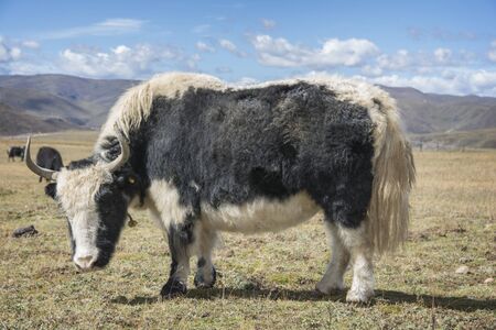 Large furry Domestic Yak (Bos grunniens) standing in the grassland of Tagong, Kangding, GarzÃª Tibetan Autonomous Prefecture, Sichuan, Chinaの写真素材