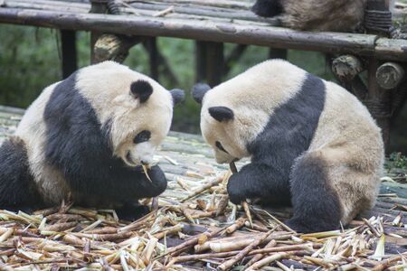 Two Giant Panda bears (Ailuropoda melanoleuca) eating bamboo together, face to face. Chengdu, Sichuan, Chinaの写真素材
