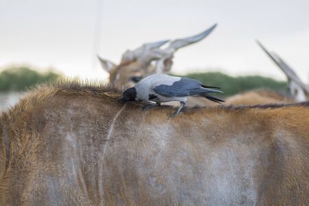 Corvus bird, pulling fleas from a Common eland's backの写真素材