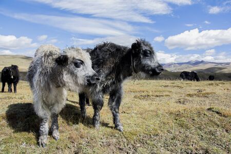 Black and white, young Domestic Yaks (Bos grunniens), standing in the grassland of Tagong, Kangding, GarzÃª Tibetan Autonomous Prefecture, Sichuan, Chinaの写真素材