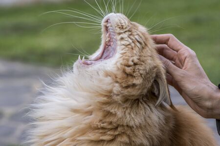 Woman hand petting a beautiful domestic ginger cat with open mouth, outdoors