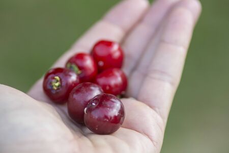Hand full of Pitanga (Eugenia uniflora) red fruits.の写真素材