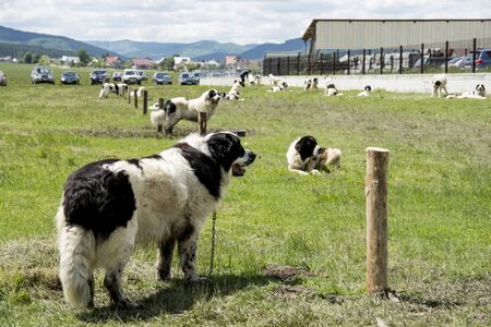 Large group of San Bernard dogs, standing in a field, Romaniaの写真素材