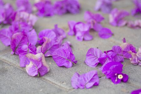 Beautiful fallen pink flowers of Bougainvillea, covering the groundの写真素材