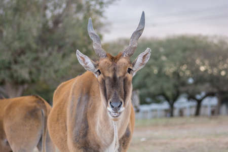 Portrait of an Taurotragus oryx, a large Eland antelope, also known as Southern antelope