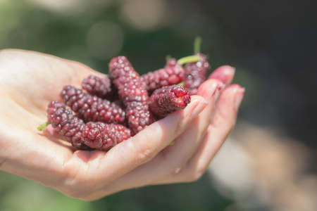 Hand full of Tibetan mulberry (Morus macroura) also known as the Long Mulberry. Golan Heights.の写真素材