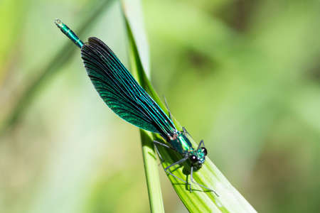 Macro shot of a beautiful turquoise Ebony Jewelwing Damselfly (Calopteryx maculata) sitting on a...