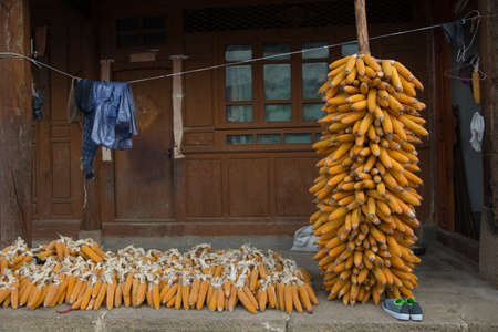 Many dry corn cobs, hanged together in front of an house entranceの写真素材