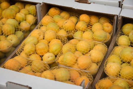 Boxes of Mirabelle plum fruits (Prunus domestica subsp. syriaca), presented for sale at the Mahane Yehuda Market, Jerusalem, Israelの写真素材