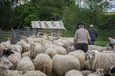 Old Shepherd walks next to his sheep, Romaniaの写真素材