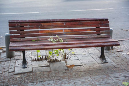 Nature is thriving during Covid-19 lockdown: A plant grows through a street bench