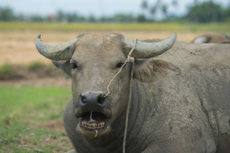 Portrait of a wild water buffalo, laying in a field (Bubalus arnee)