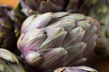 Close up of a beautiful Globe Artichoke (Cynara cardunculus var. scolymus), also known by the names French artichoke and green artichoke, in colors of green and purpleの写真素材
