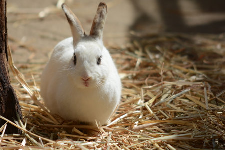 Cute little beautiful white rabbit sitting on yellow strawの写真素材
