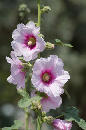 Blossoming flower of the Bristly hollyhock (Alcea setosa), an ornamental plant in the family...