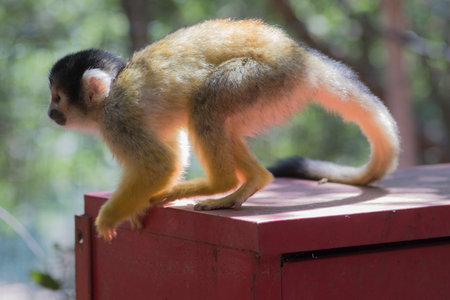 Portrait of a common squirrel monkey (Saimiri sciureus) about to jumpの写真素材