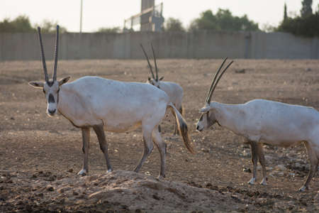 Group of Arabian oryx (Oryx leucoryx) or white oryx, a medium sized  with a distinct shoulder bump, long, straight , and a tufted tailの写真素材