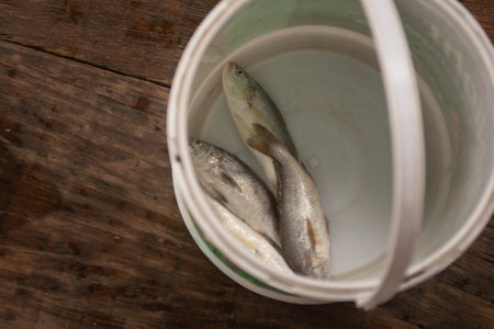 Fresh fish in a bucket on a wooden background. Selective focus.