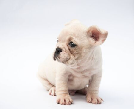 French bulldog puppy Sitting on white background and looks to the rightの写真素材