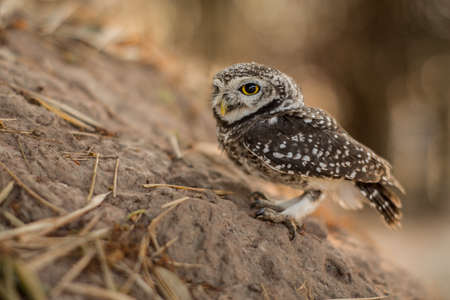 Spotted owletの写真素材