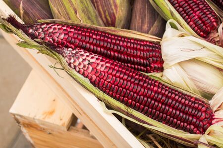 corn violetの写真素材