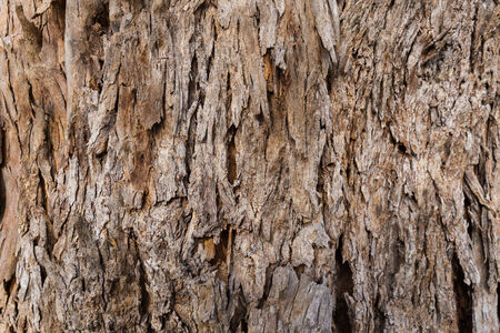 wood Backgroundの写真素材