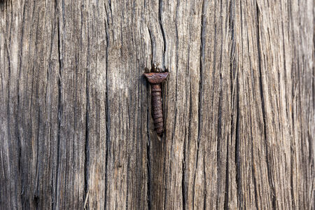 tree stump Backgroundの写真素材