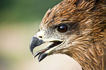 Wild Animalの写真素材