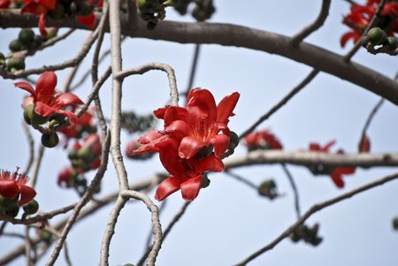 Palashの写真素材