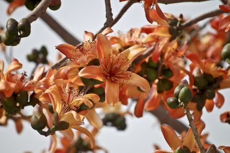 Palashの写真素材