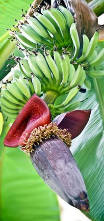 bananasの写真素材