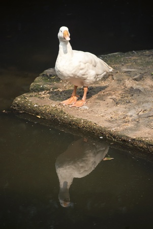 Duckの写真素材