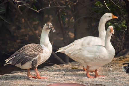 Ducksの写真素材