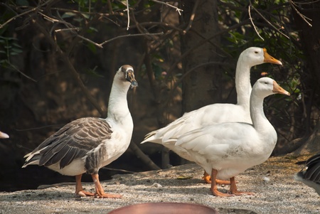 Ducksの写真素材