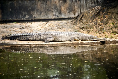 Crocodileの写真素材