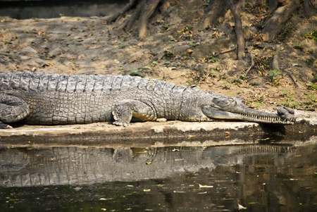 Crocodileの写真素材