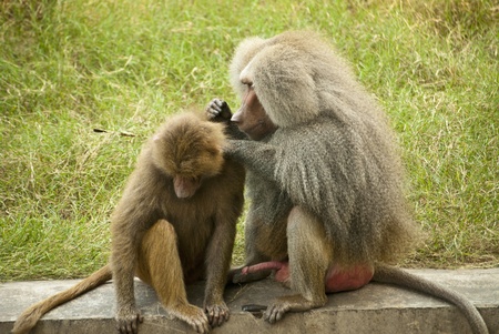 Monkeyの写真素材