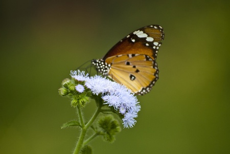 Butterflyの写真素材