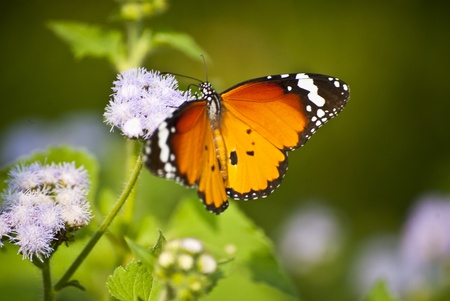 Butterflyの写真素材