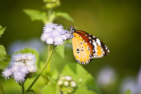 Butterflyの写真素材