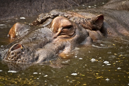 Hippopotamusの写真素材