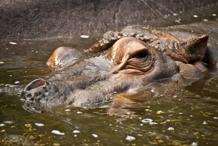 Hippopotamusの写真素材