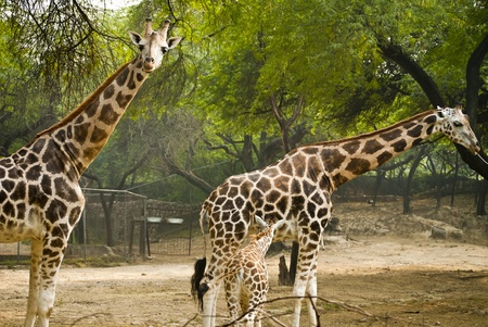Giraffeの写真素材