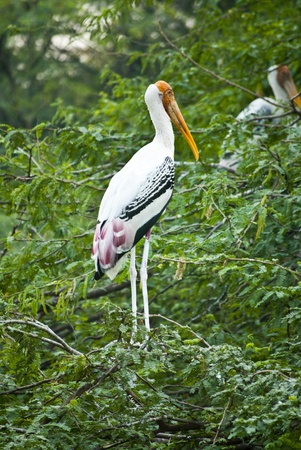 Birdの写真素材