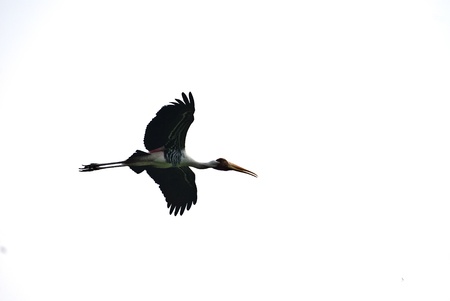 Birdの写真素材