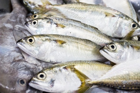 A group of mackerel, Bangkok Thailandの写真素材